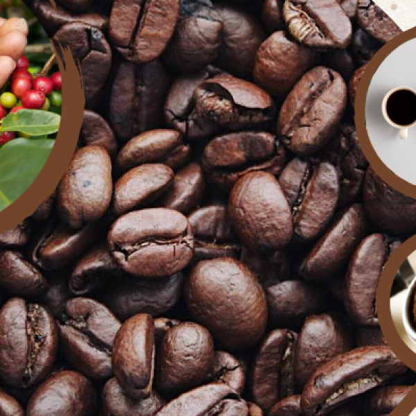 CƠ SỞ SẢN XUẤT - PHÂN PHỐI SỈ LẺ CÀ PHÊ TẠI PHÚ YÊN